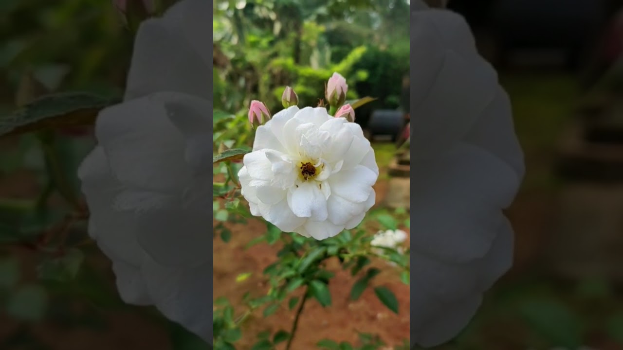 Ouvir verdades dói mas faz crescer 