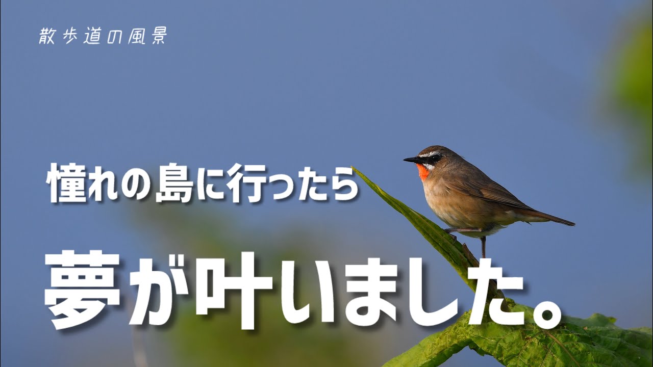 《ゆるい自然観察Vlog154》北海道の島で野鳥観察/後編