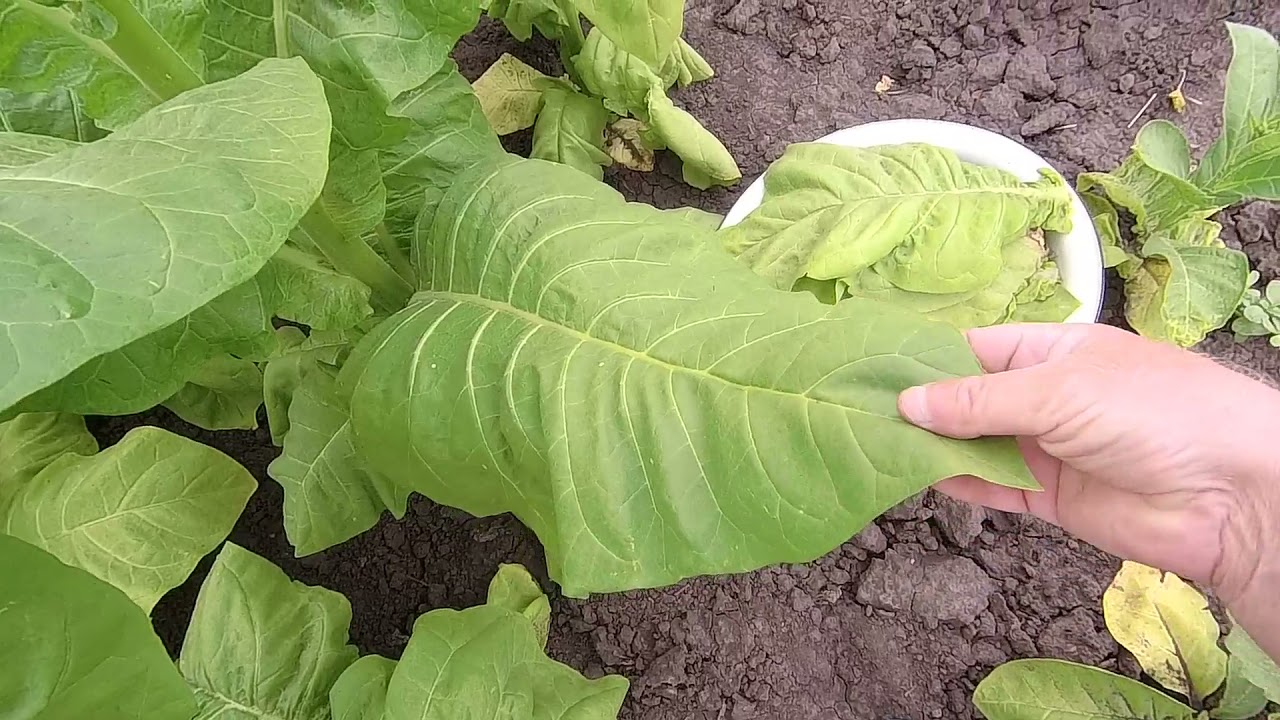 первая ломка табака 23-06-2021