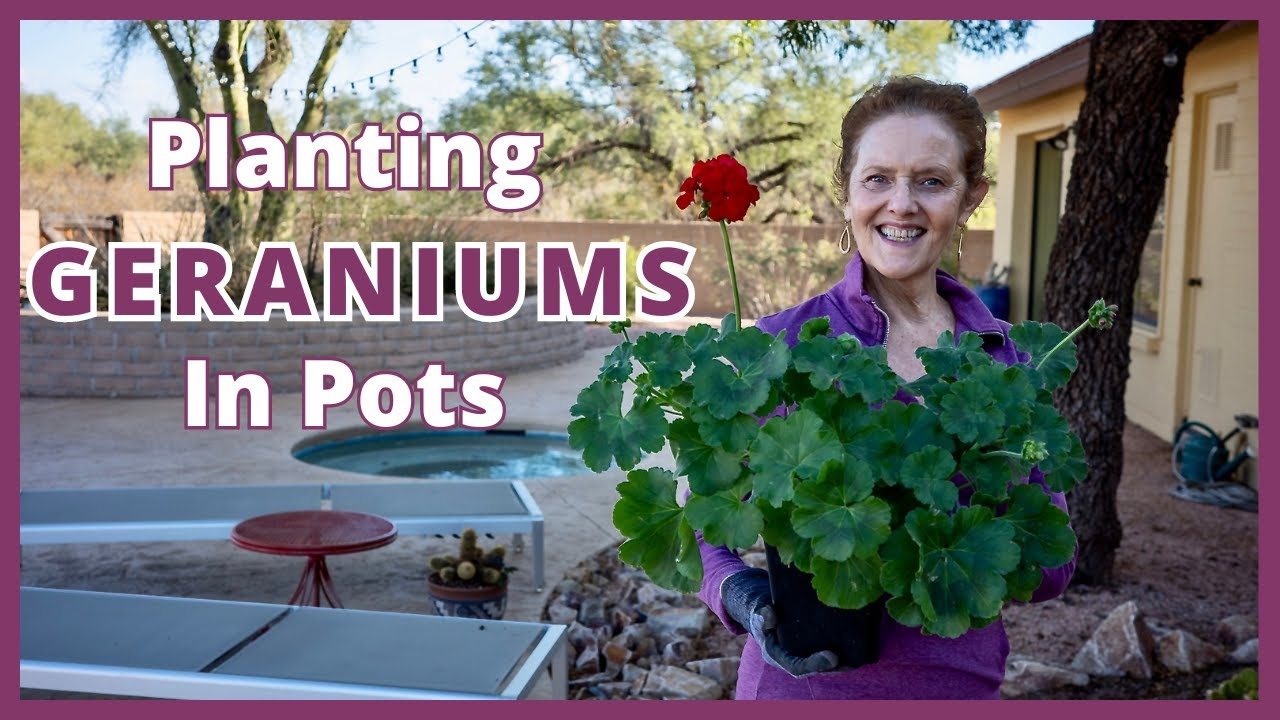 GERANIUMS IN POTS: A Planting Guide