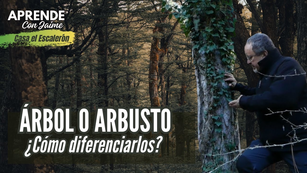 🌳 Árbol o arbusto, ¿Cómo diferenciarlos? | Aprende con Jaime