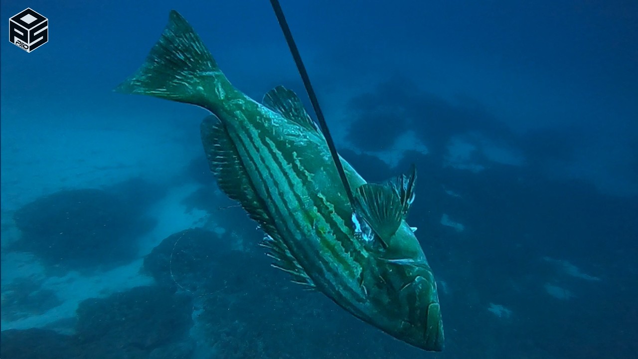 PESCASUB Dotto Enorme Dentice Pesca subacquea Profonda - Spearfishing