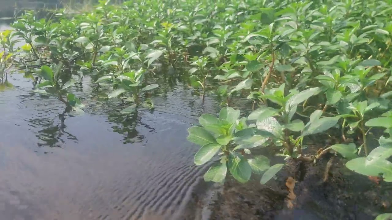 Cooum River Clearwater