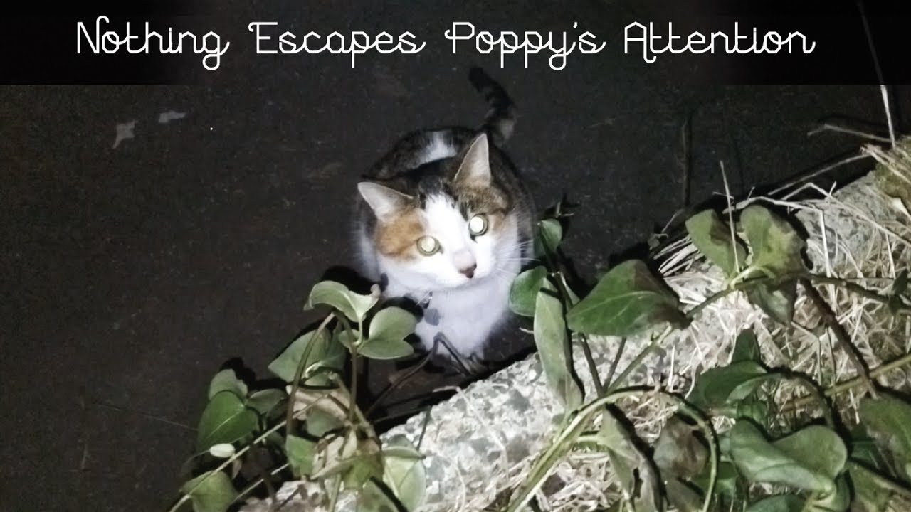 💖 Nothing Escapes Poppy's Attention 💖