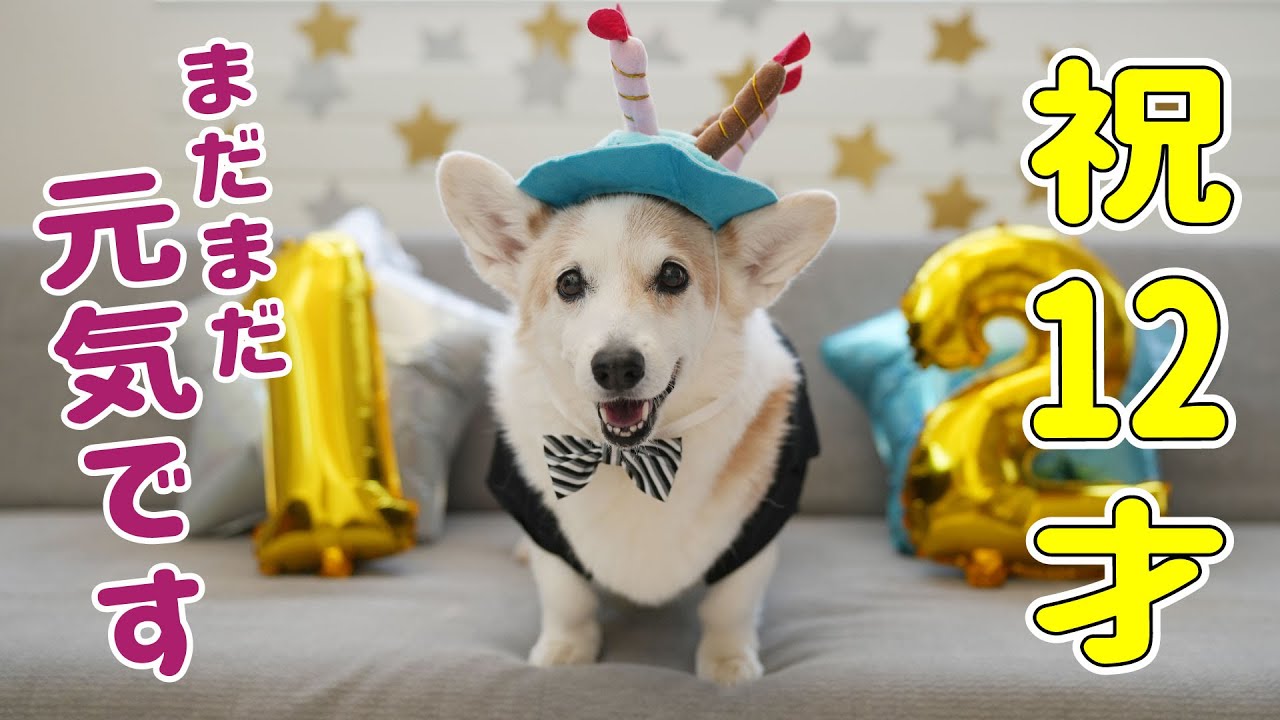 12歳の誕生日を迎えたコーギー！スペシャルなプレゼントをあげました！