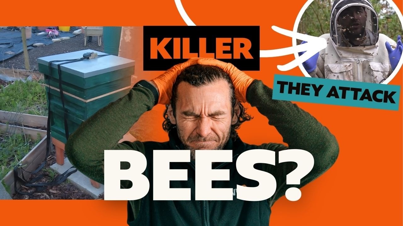 Rescuing an Aggressive Beehive and Moving It From an Allotment