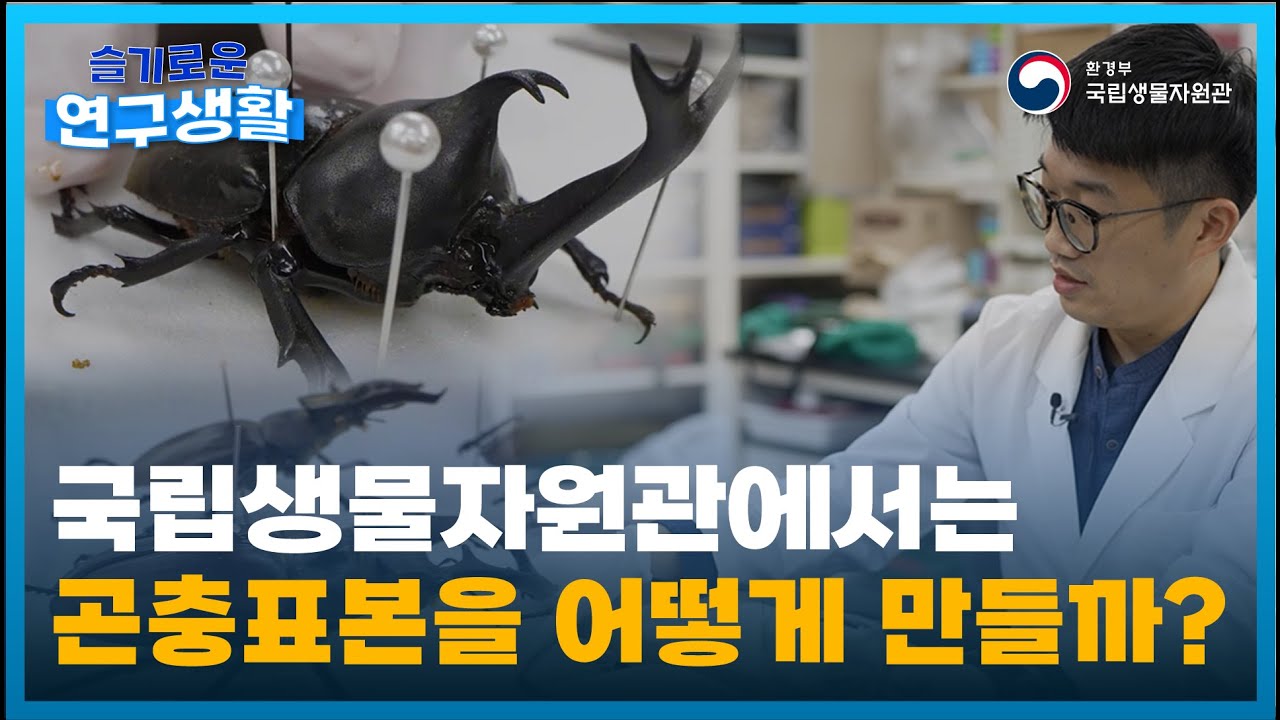 [슬기로운 연구생활 곤충표본편🐜] 국립생물자원관에서는 곤충표본을 어떻게 만들까? | 채집방법부터 표본제작 방법까지!