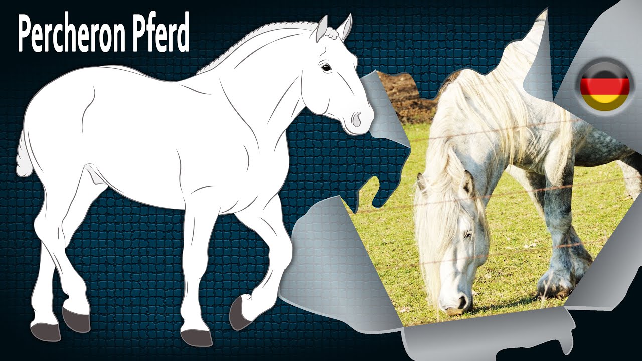 Percheron Pferd, Pferde mit dem Spitznamen « Riesenaraber », Pferderassen