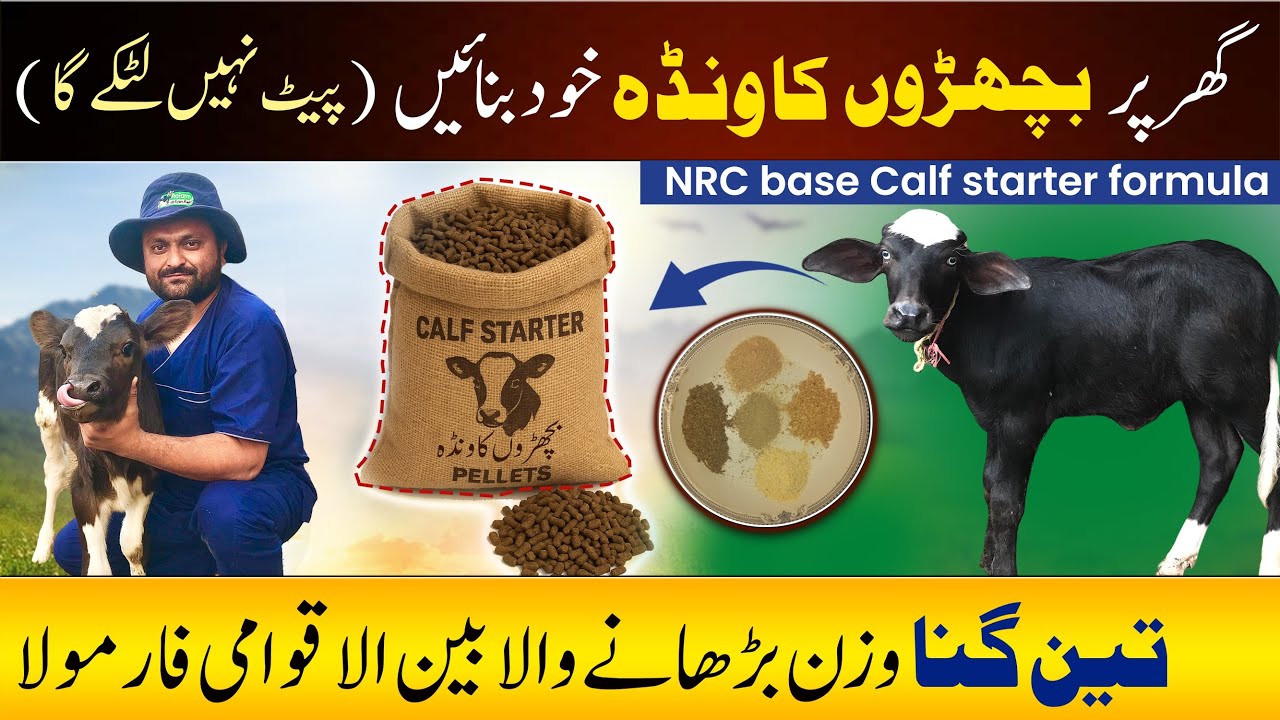 Calf Starter Wanda Formula by National Research Council | calf starter/Bachroo Ka Wanda Kaise Banaye