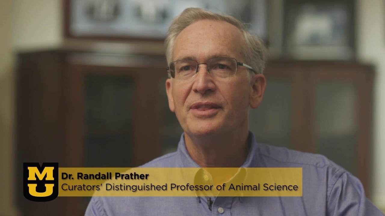 The Mizzou Advantage: Gene Edited Pigs