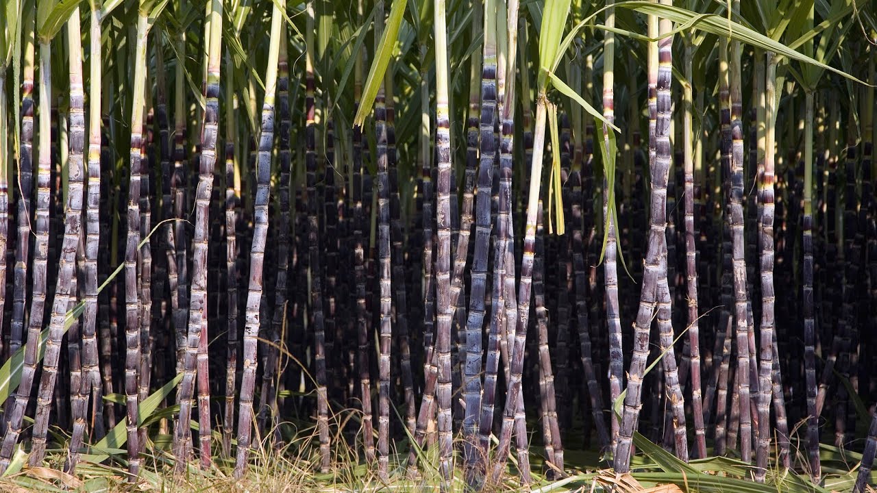 Sabores típicos de China | Caña de azúcar de Fusui