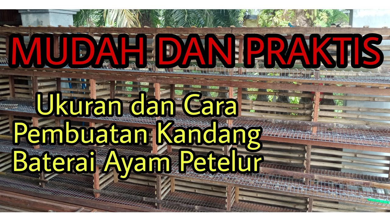 CARA MEMBUAT KANDANG BATERAI AYAM PETELUR || PRAKTIS DAN EKONOMIS