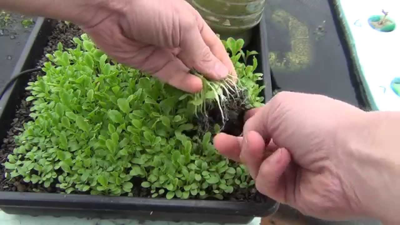 Seed Starting Wicking Bed