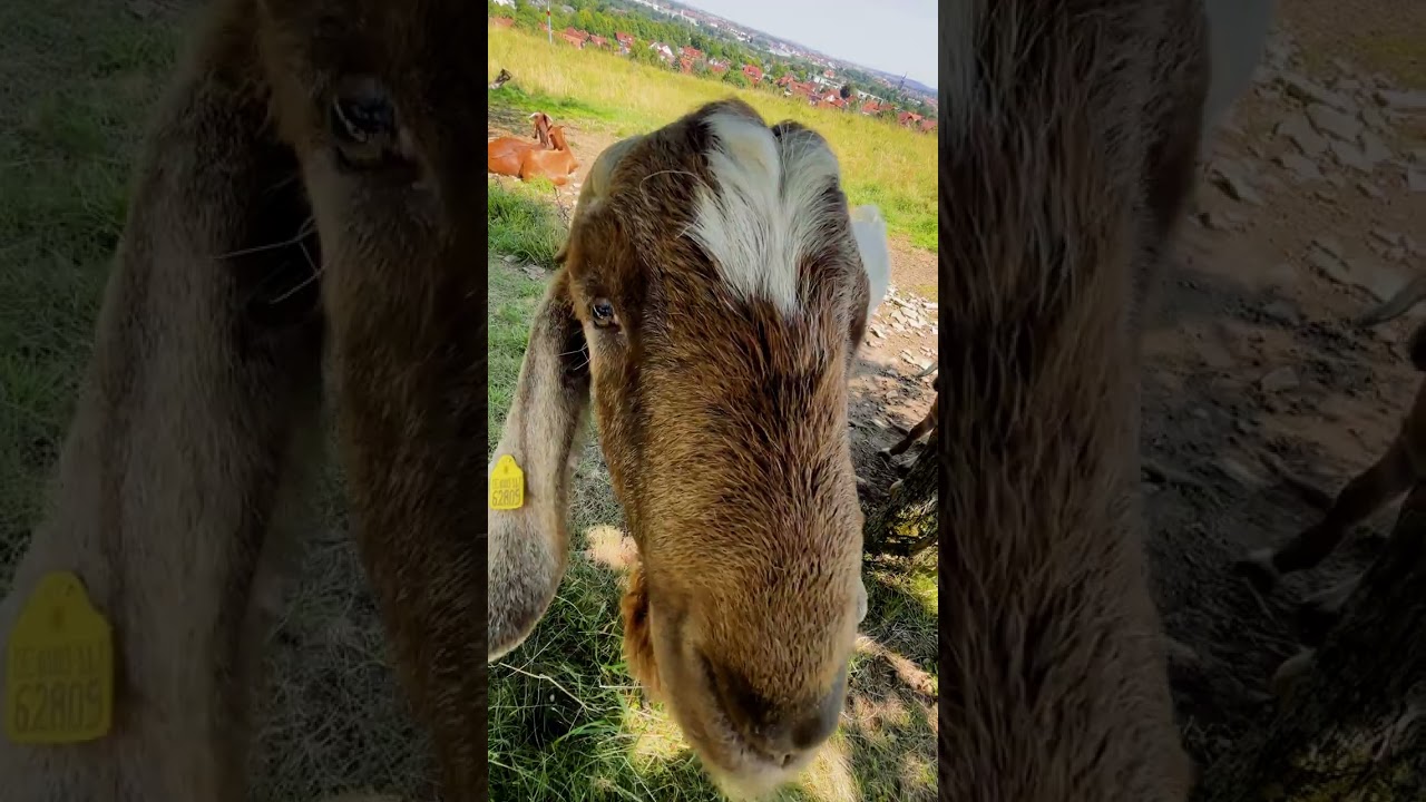 Jockel on Tour: Die unvergesslichen Highlights des Abenteuers!