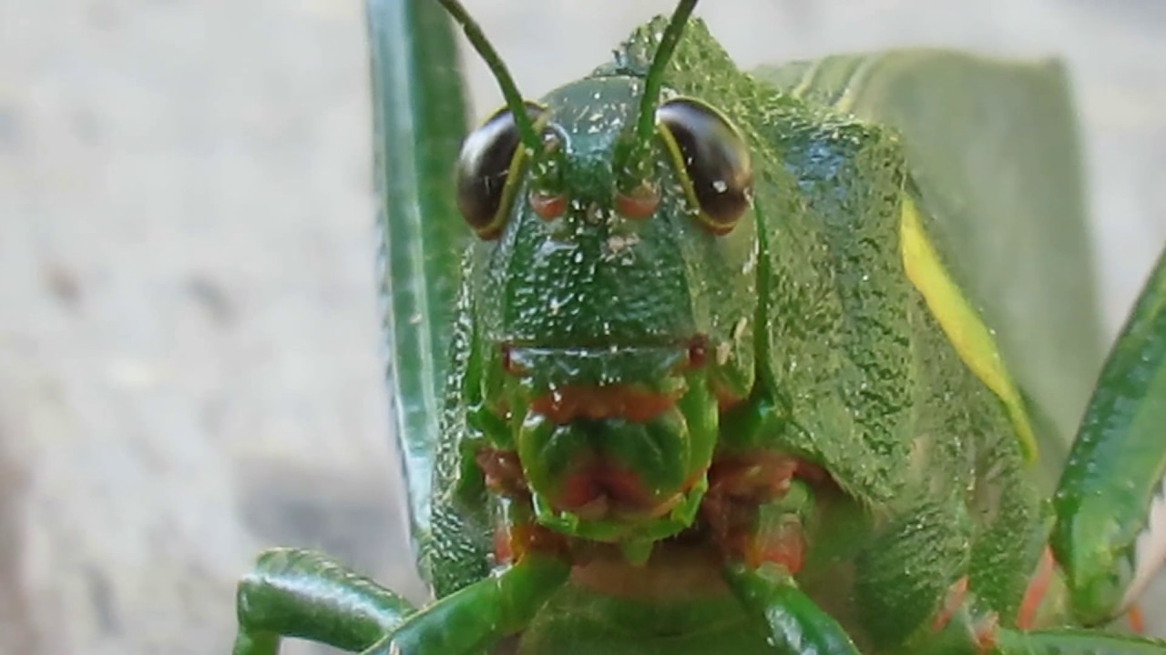 De natuur rond Danpaati en Anaula, 2 hotels aan de Surinamerivier