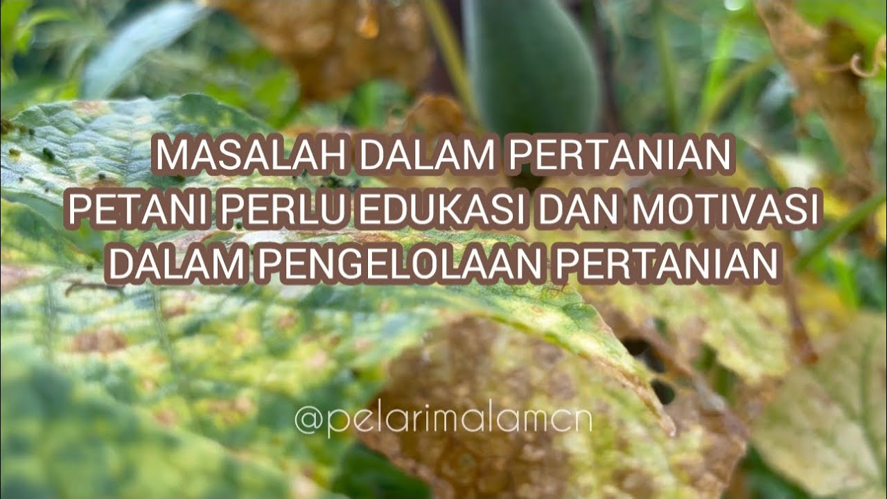 MASALAH PERTANIAN, Petani Butuh Edukasi dan motivasi #pertanian #sawahpedesaan #alampedesaan #sawah 