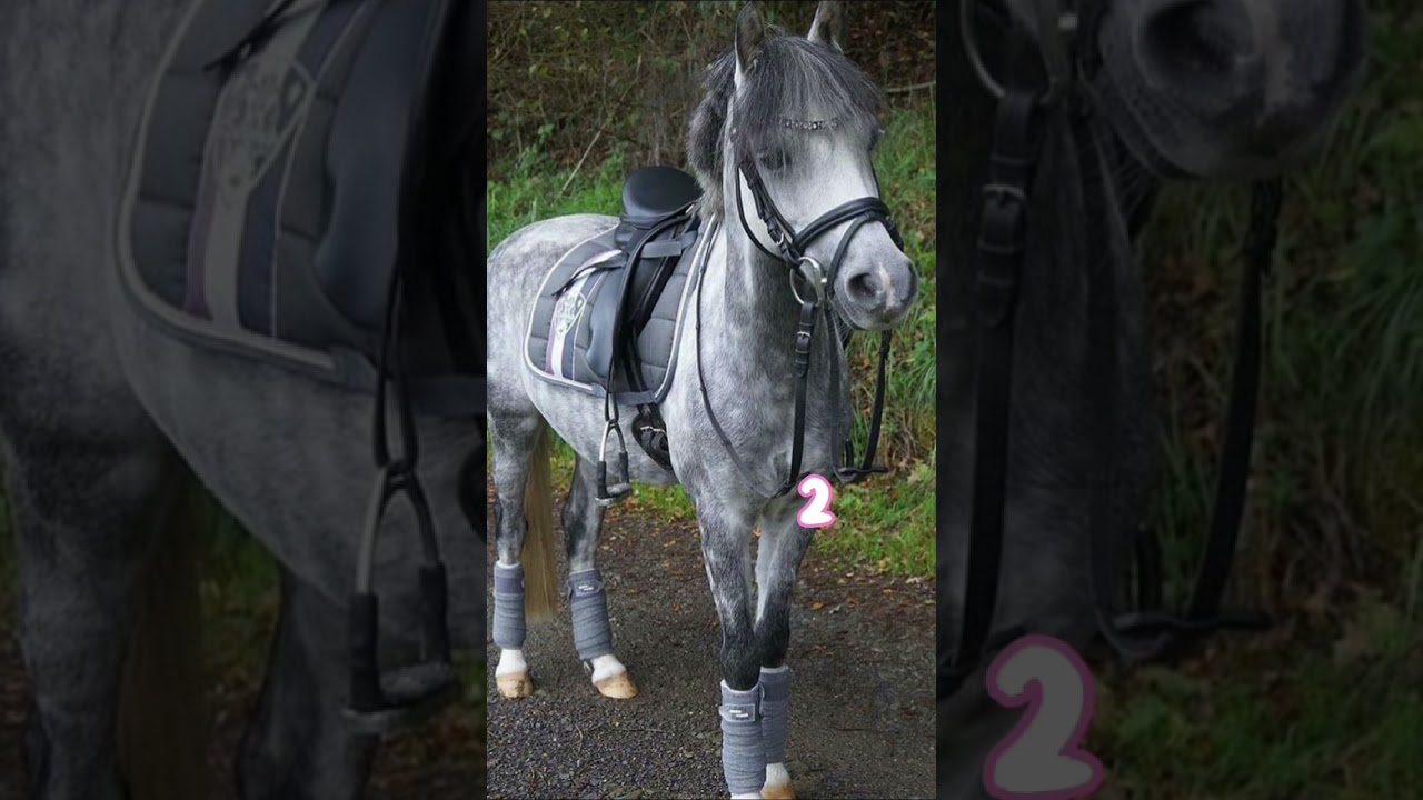 W&auml;hle deine 🐴.schreibt mir gerne in Kommis welches Pferd ihr genommen habt 💞🫶🏼#pferde #horse
