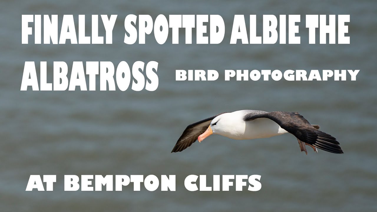 FINALLY PHOTOGRAPHED ALBIE THE BLACK BROWED ALBATROSS /BIRD PHOTOGRAPHY