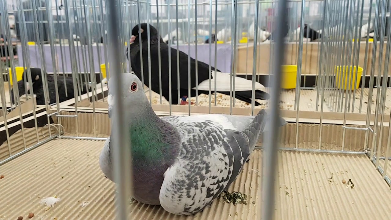 Racing pigeons top 20 Lithuania Pet show Kaunas 2019-01-20 Part 1