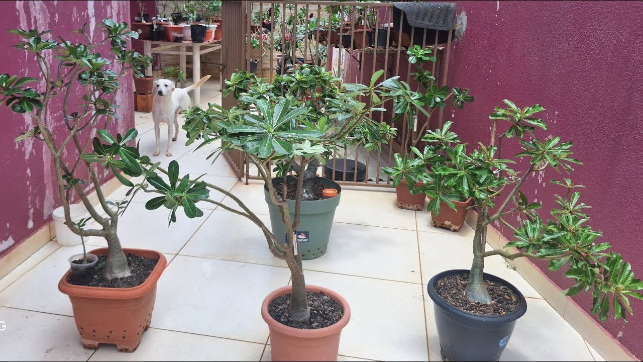 VAMOS VER FLORES ! E UMAS GRANDONA DA COLEÇÃO DE ROSA DO DESERTO.  A VAREGATA ESTA LINDA❤️❤️❤️