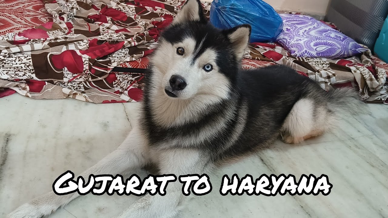 Welcome to haryana tyson 😘😘#keepsupporting #vlog 