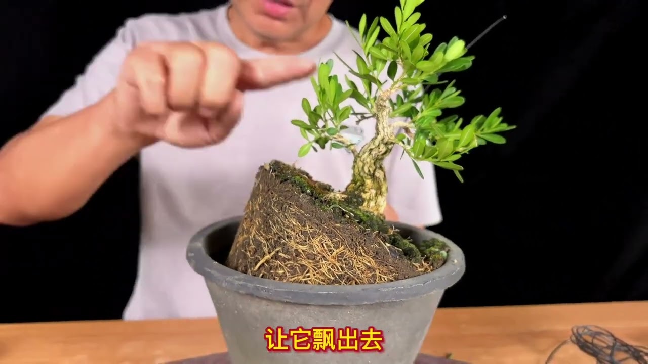 树苗变盆景之大树型创作第二集，如何进行二次加弯？#盆景 #盆景制作 #盆景艺术
