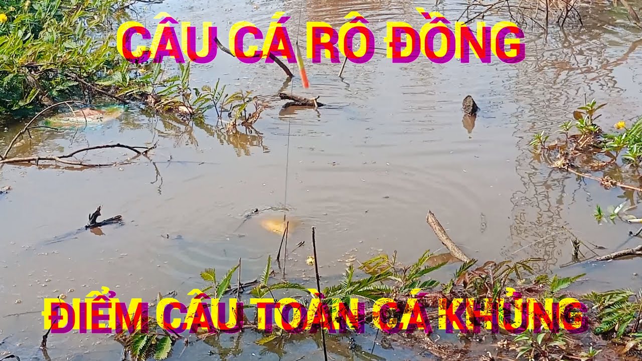 Câu cá rô đồng, Đụng điểm cá khủng,mang về nấu canh chua 