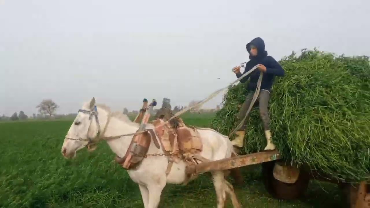 تلاوة خاشعة تريح القلب وسط جمال الطبيعة بصوت محمد سمير #سورة الملك