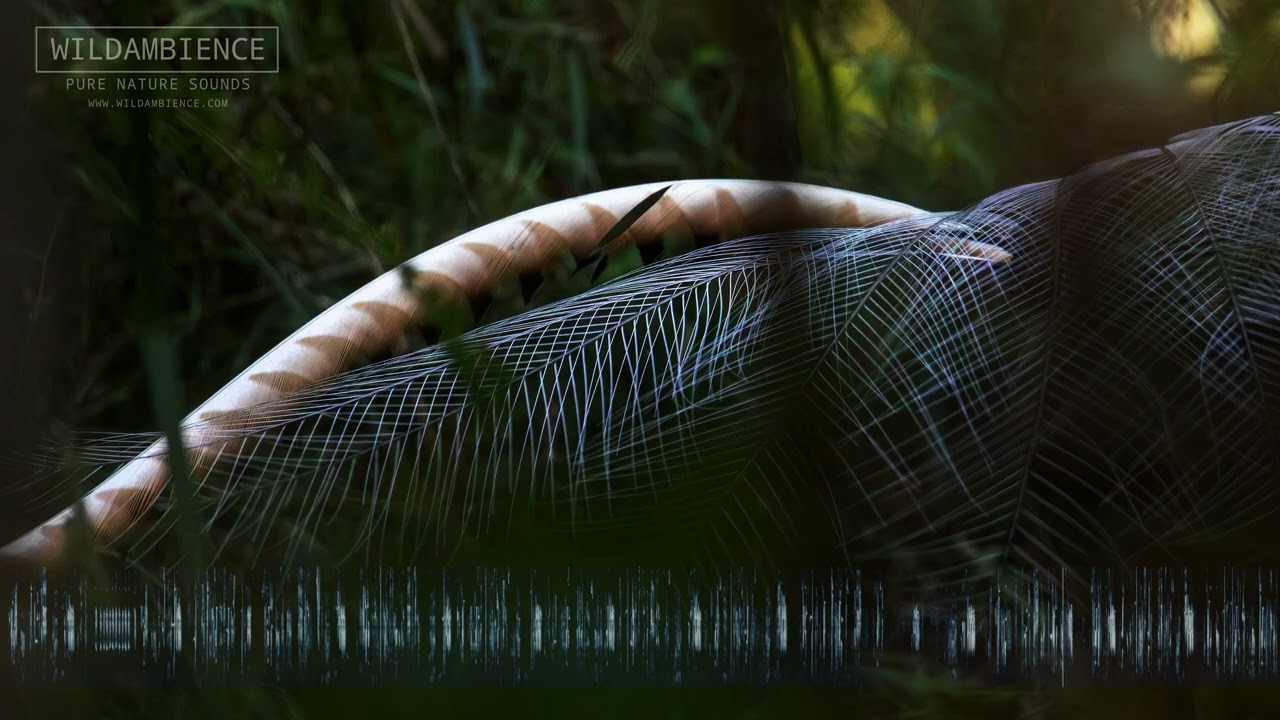 Superb Lyrebird Sounds - Spectacular song, calls & mimicry