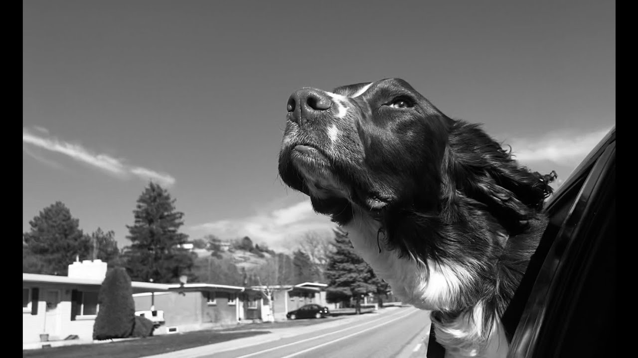 Thinking about getting an english springer spaniel? WATCH THIS