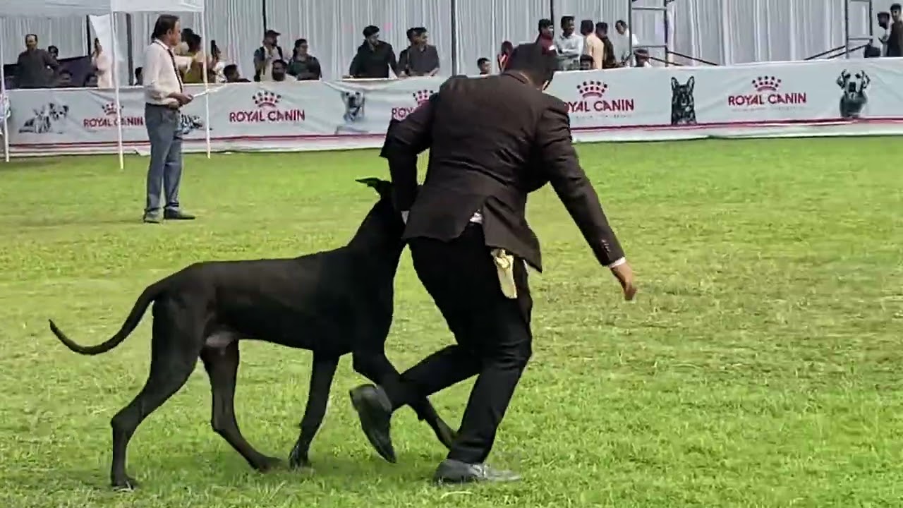 Dogo Argentino & Great Dane Dog Show 2022 | Pune Dog Show | Dog Show in India | Great Dane Show Pune