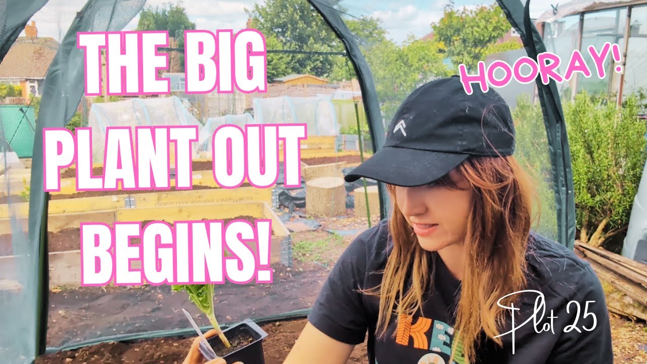 The Big Plant Out Begins! || Allotment Vlog || Allotment Gardening UK