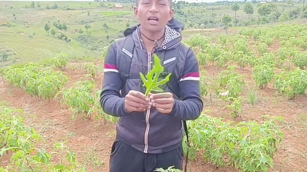 Production biomasse