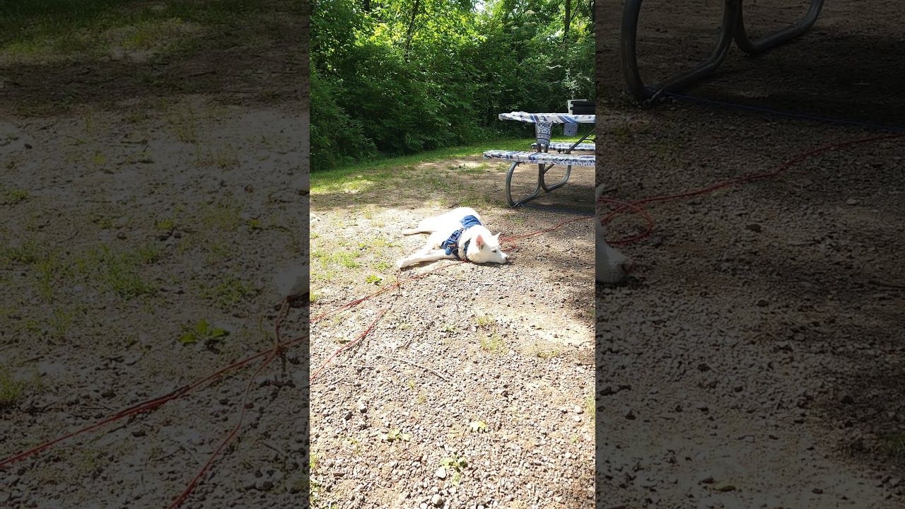Campsite at Alum Creek State Park #shorts