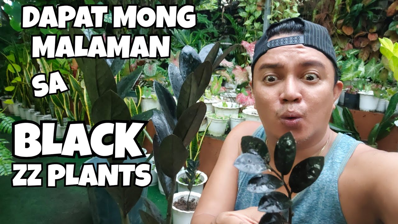 RAVEN BLACK ZZ PLANTS CARE TIPS & PROPAGATIONS | HERMIE SONAJO