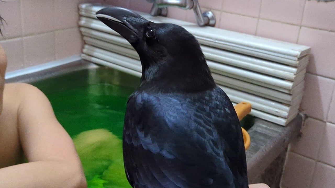 一緒にお風呂に来るカラスのハッピー
