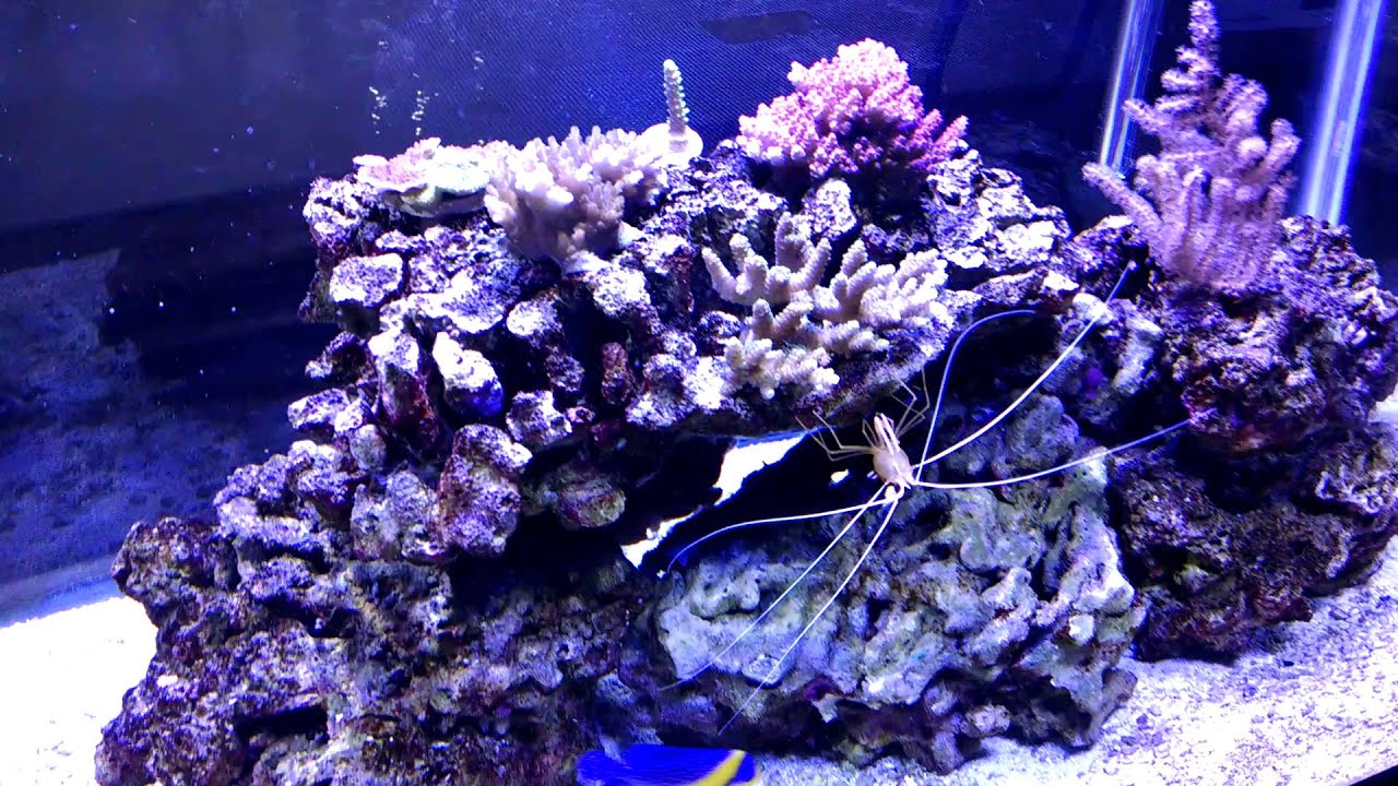 Purple Masked Angelfish Pair (Paracentropyge venusta)