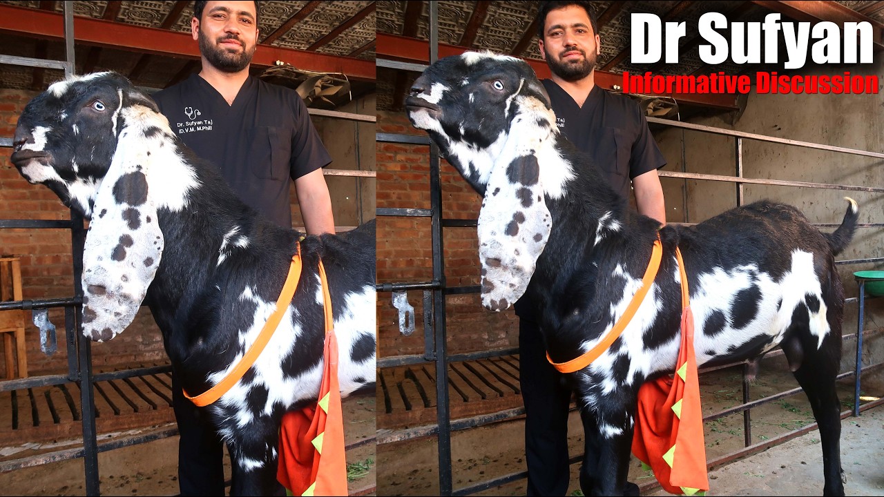 Beetal Goat Farming Problems & Diseases Dr Sufiyan Lahore 2026