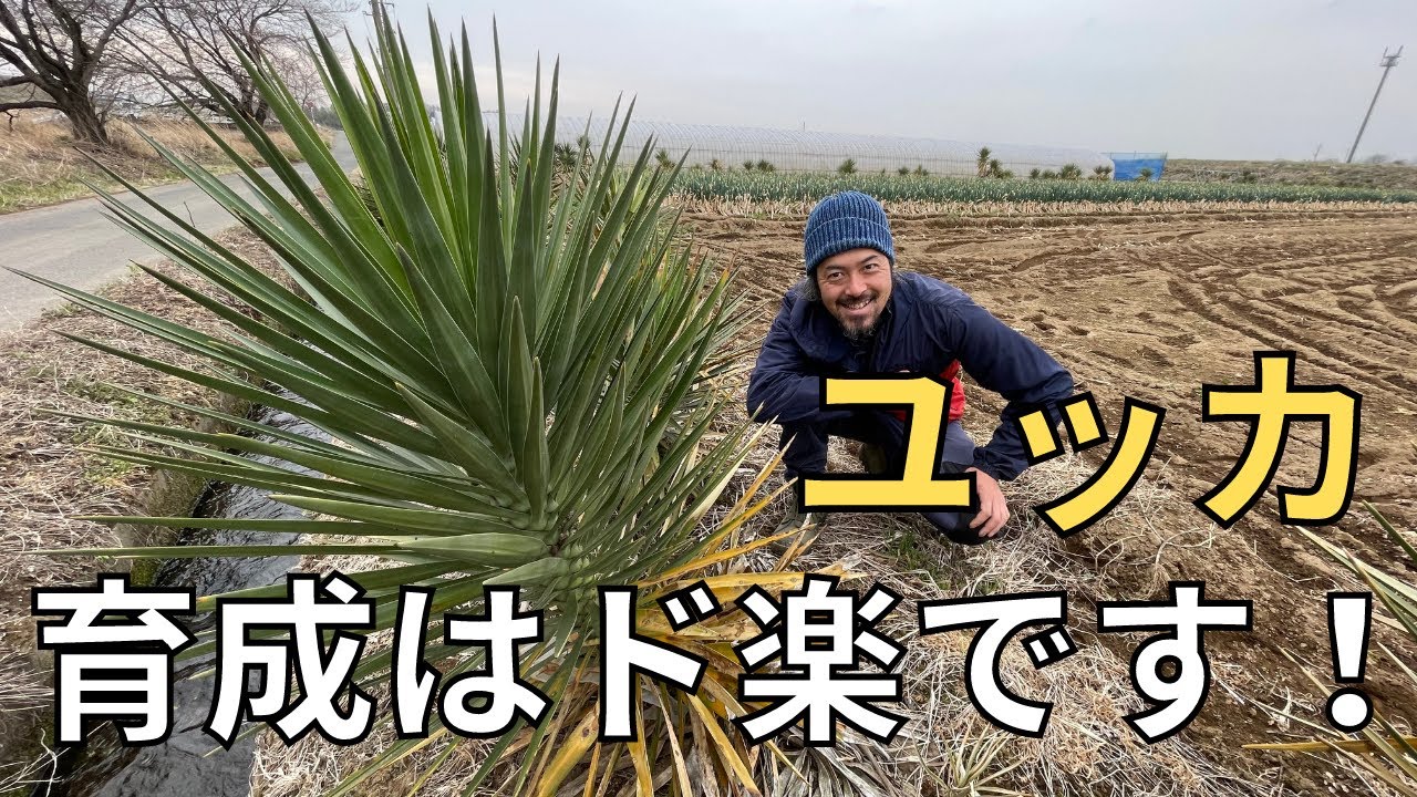 ユッカ大解明！管理は簡単？楽に増やせる？あなたのドライガーデンに1本いかがでしょう！