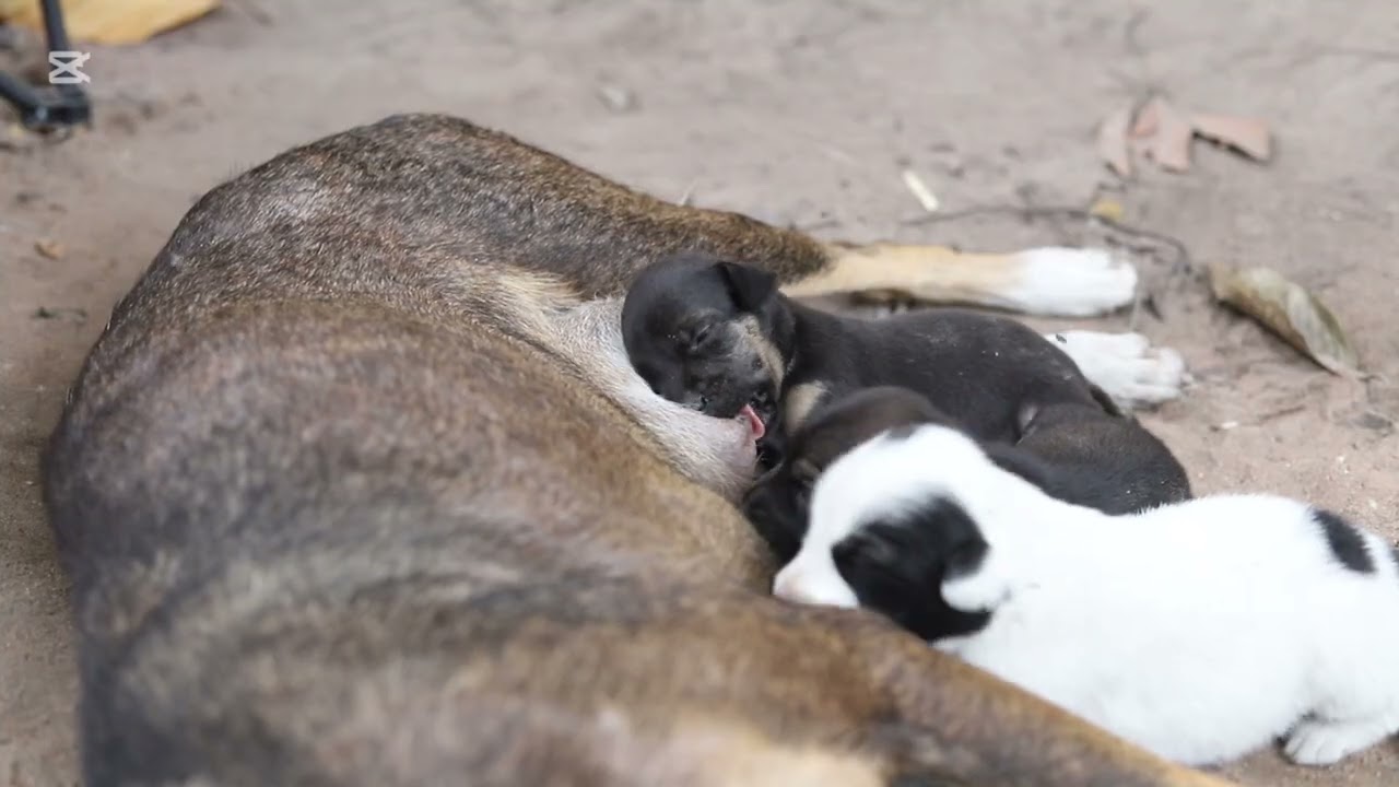 Cute Newborn Puppies Nursing – Heartwarming Moments of a Mother Dog Caring for Her Babies”