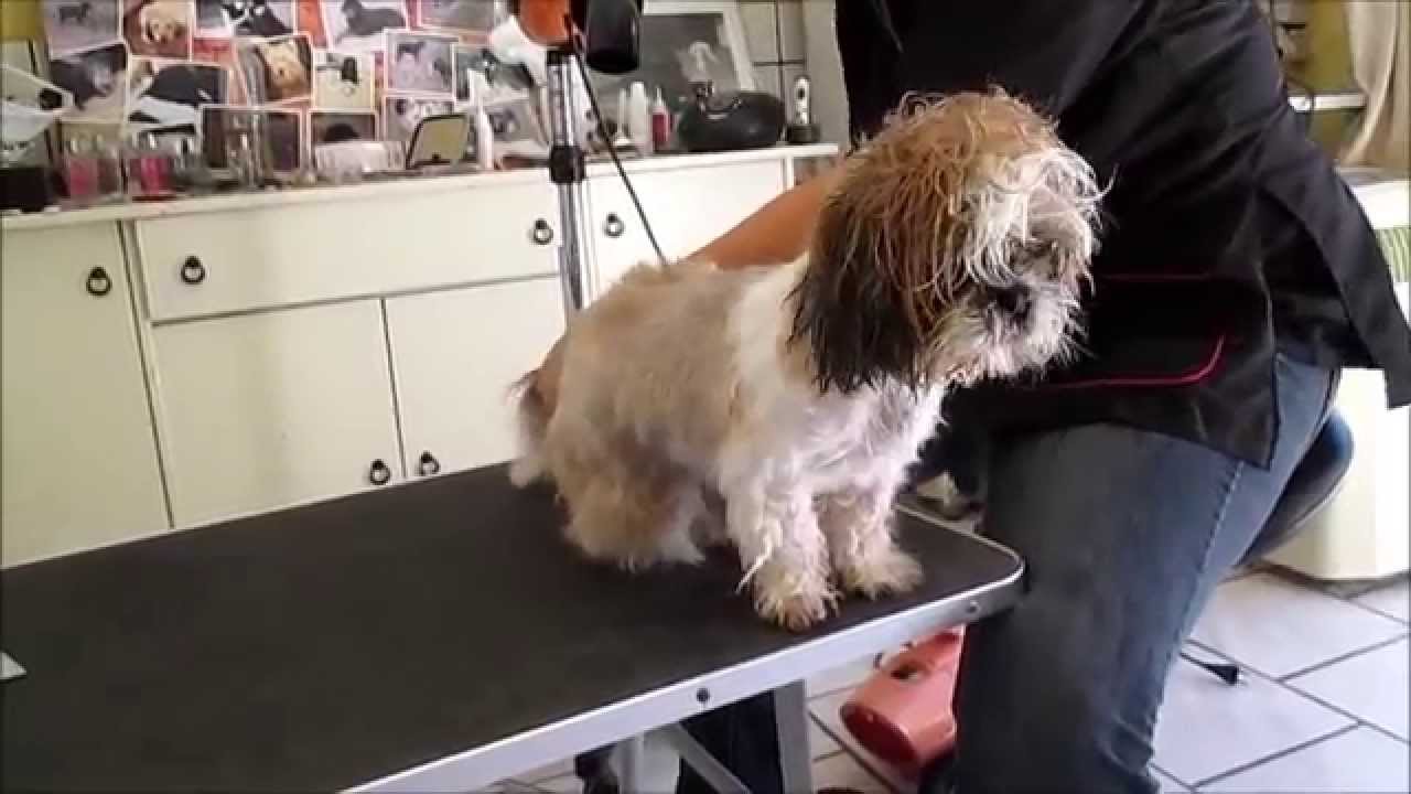 2015  zara shih tzu de 22mois au toilettage