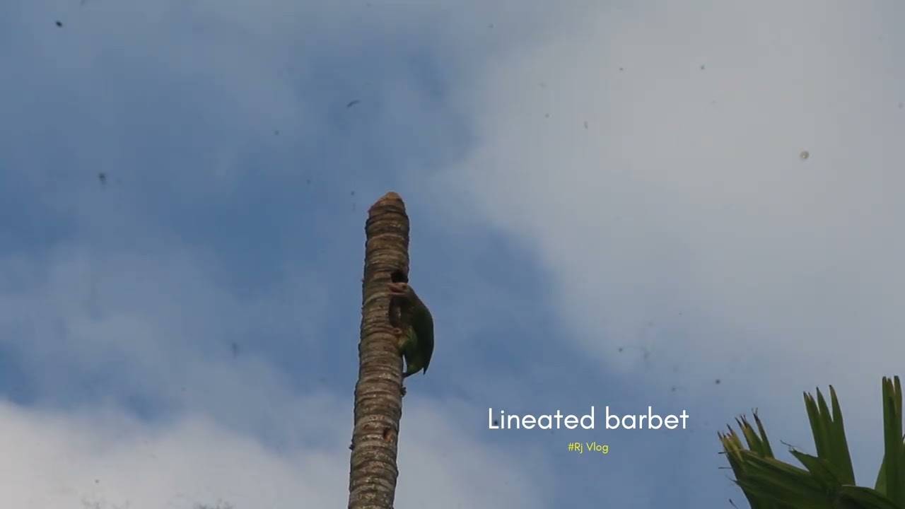 Lineated barbet