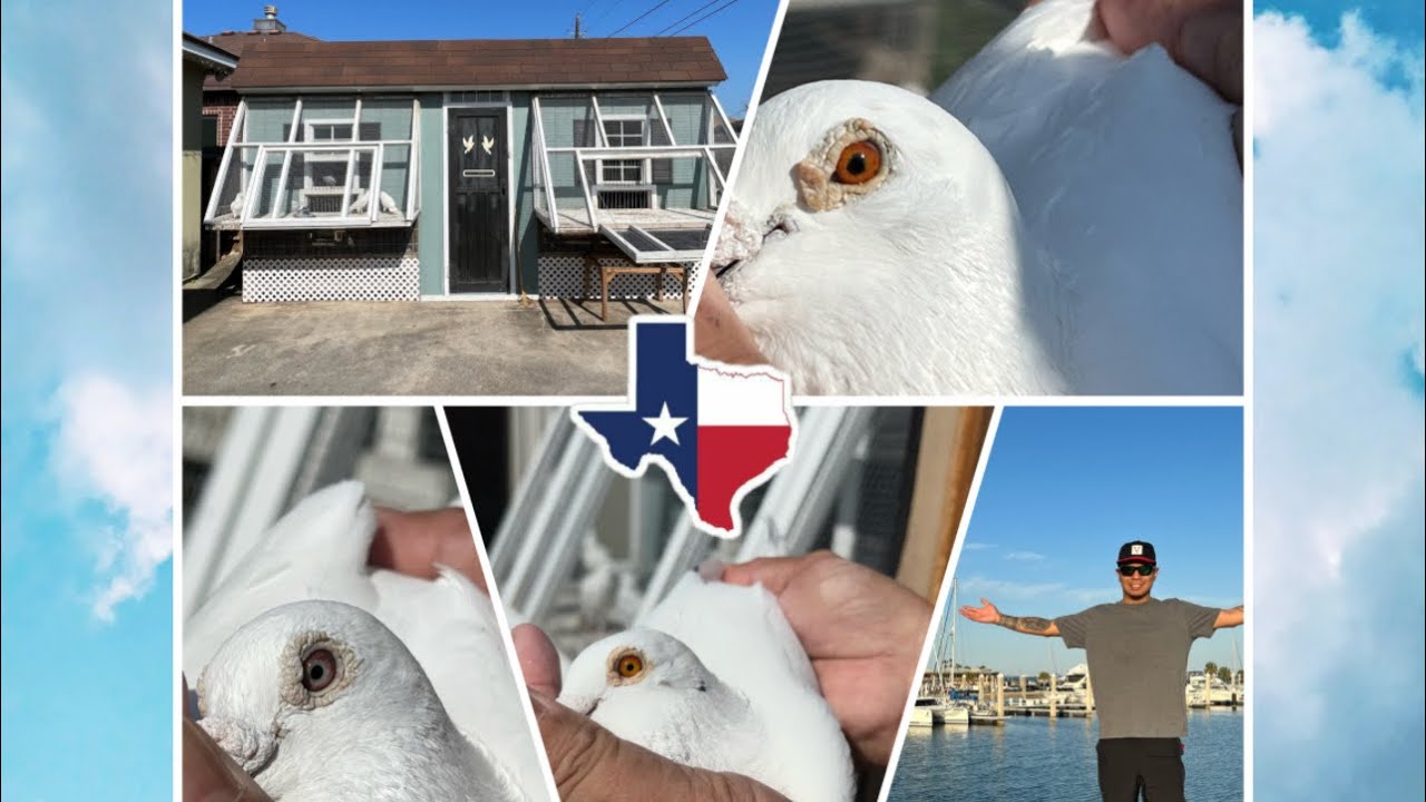 Lamtecson family loft | home of white grizzle racing pigeons