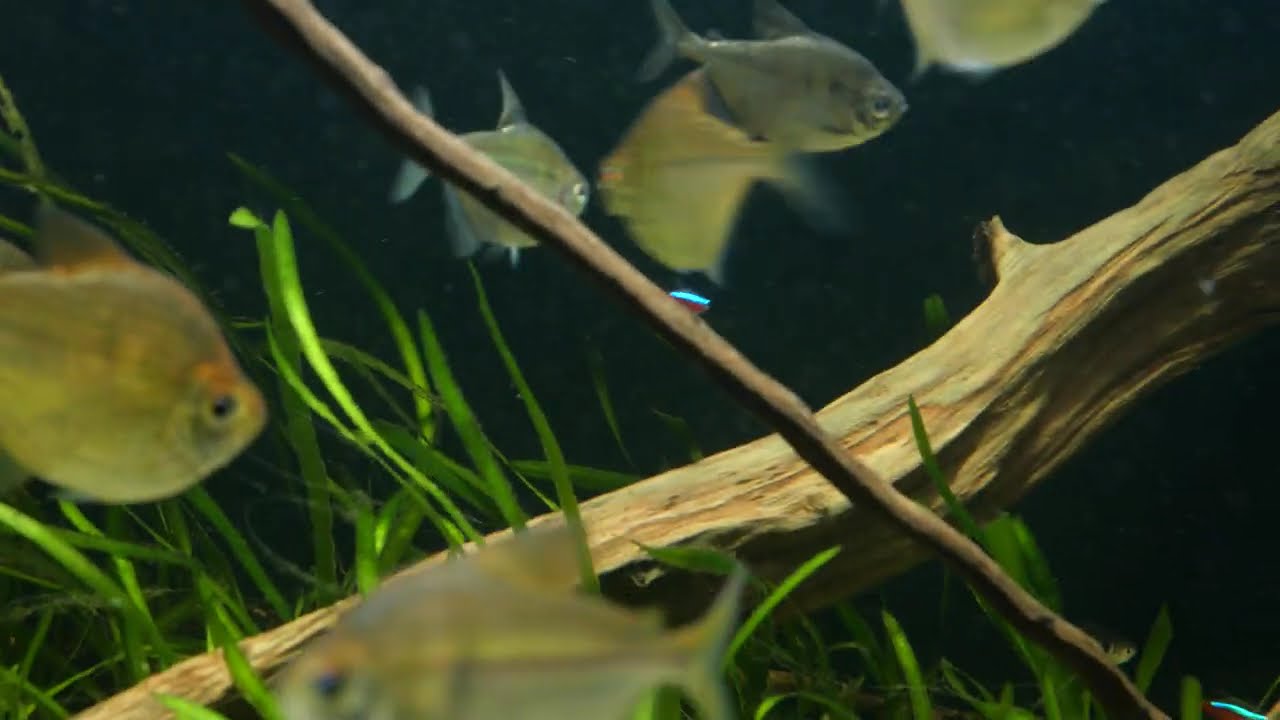 Südamerika Aquarium - Salmler   -  200 x 60 x 60  - Wasserwechsel