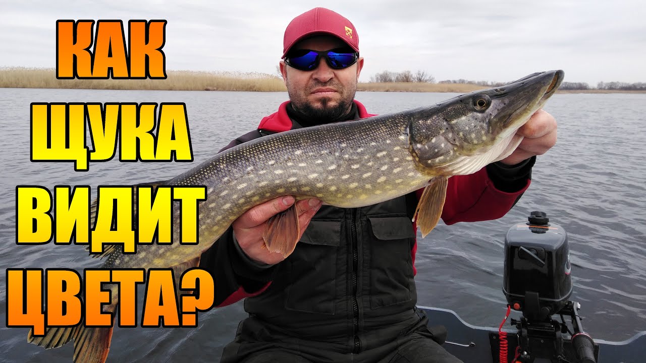 Как меняется зрение щуки в течении дня, не зависимо от прозрака воды?