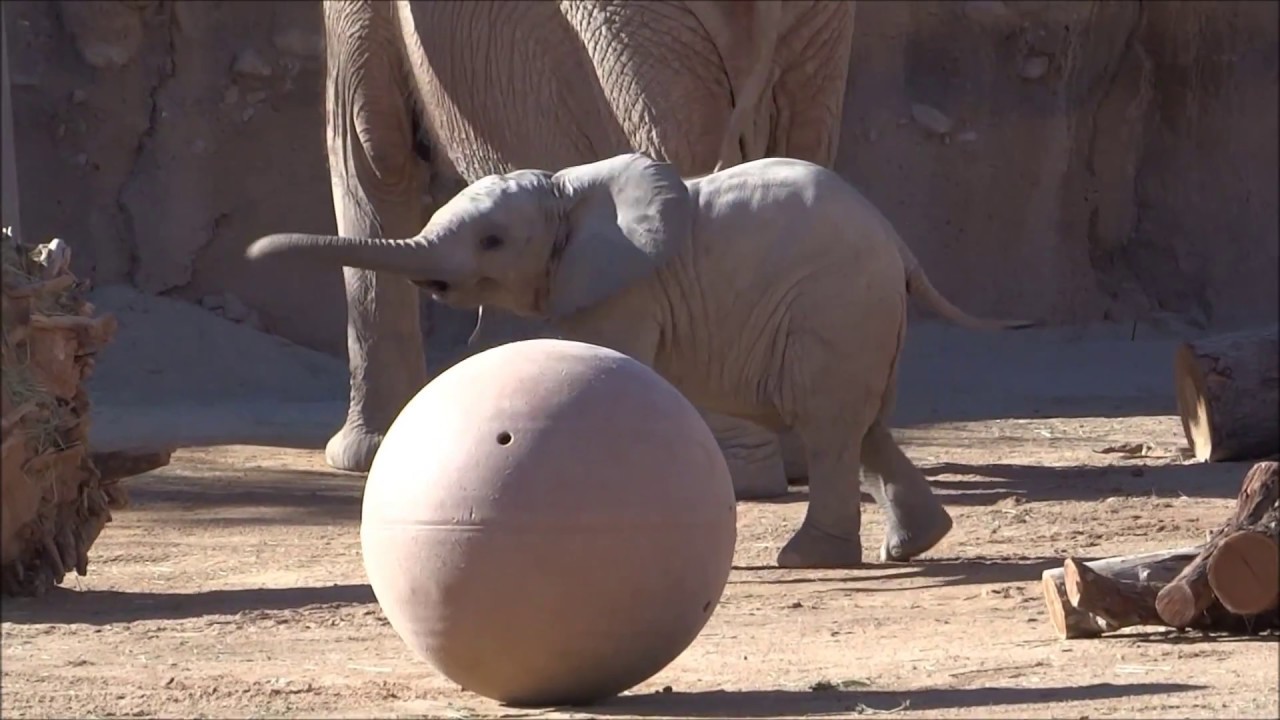 NANDI THE BABY ELEPHANT