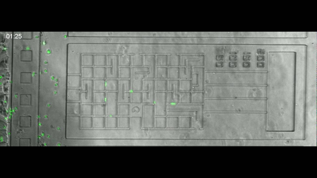Control HL60 cells