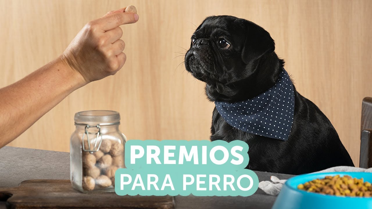 Galletas para perro | Kiwilim&oacute;n