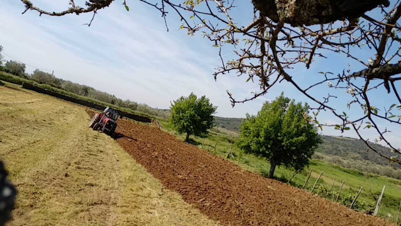 Massey Ferguson 240 lavoura com Galucho 16'' Tras os Montes 2018