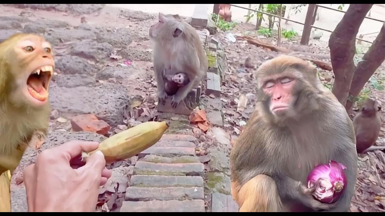This monkey is cute and different from the others.#animals #monkey #cute 